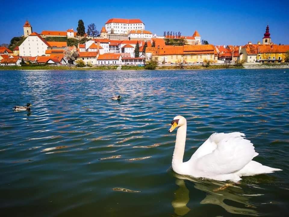 Hostel Sonce Ptuj Exterior photo